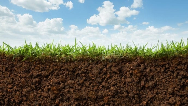 From Soil to Table: Unpacking the Power of Organic Soils