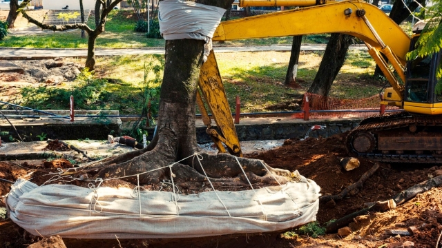 Tackling Timber Troubles: Unearthing the Art of Tree Removal