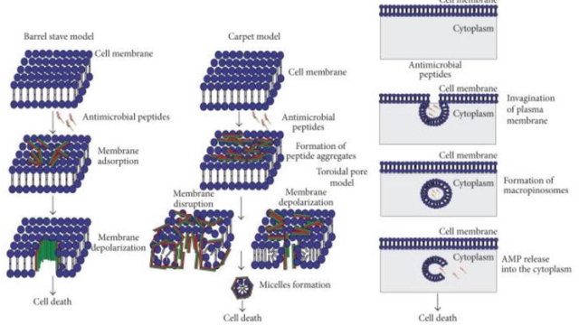 Unraveling the Magic of Peptides: A Comprehensive Guide