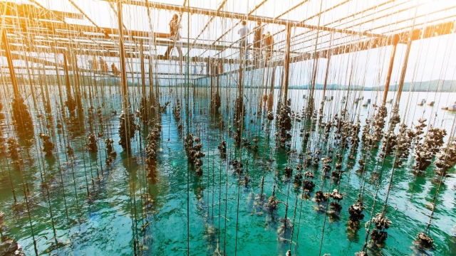 Revolutionizing the Seas: The Future of Aquaculture Technology