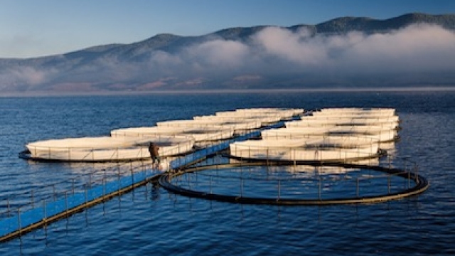 Revolutionizing the Waves: The Future of Aquaculture Technology